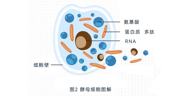 酵母細(xì)胞圖解 酵母細(xì)胞圖解