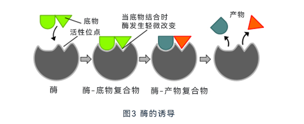 酶的誘導(dǎo) 酶的誘導(dǎo)
