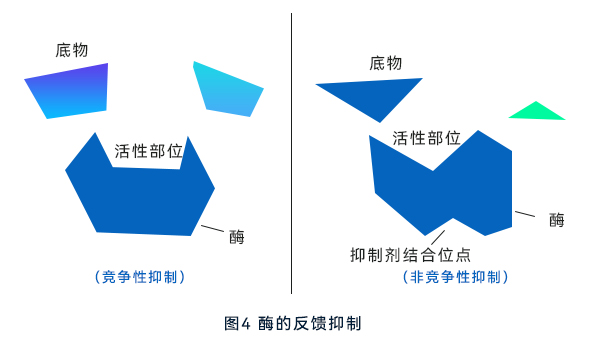 酶的反饋抑制 酶的反饋抑制