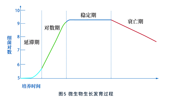 微生物生長發(fā)育過程 微生物生長發(fā)育過程
