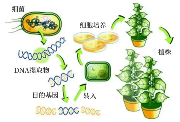基因改良之農(nóng)業(yè)應(yīng)用 基因改良之農(nóng)業(yè)應(yīng)用