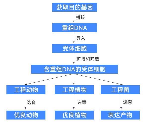 基因工程過程示意圖 基因工程過程示意圖