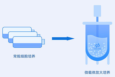 微載體培養(yǎng)過程